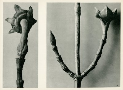 Nimetön tutkimus. 1929 (syväpaino) tekijältä Karl Blossfeldt